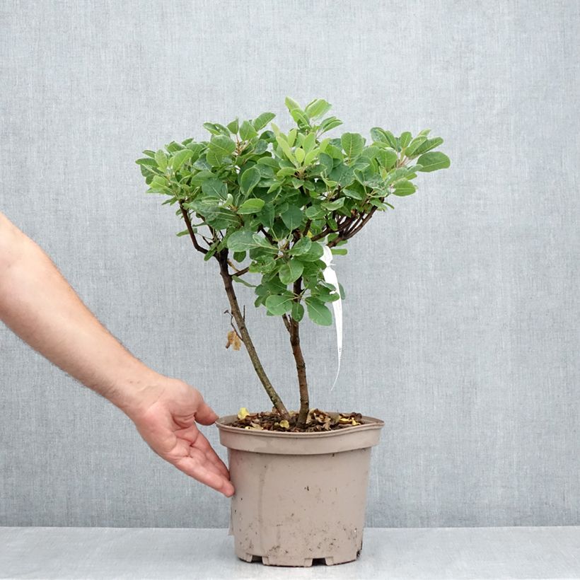 Ejemplar de Árbol de las pelucas Joe - Cotinus coggygria Maceta 3L/4L entregado en verano