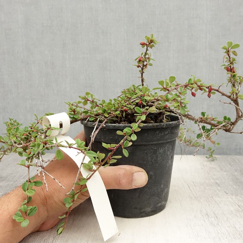 Ejemplar de Cotoneaster adpressus Maceta 1,5L/2L entregado en verano
