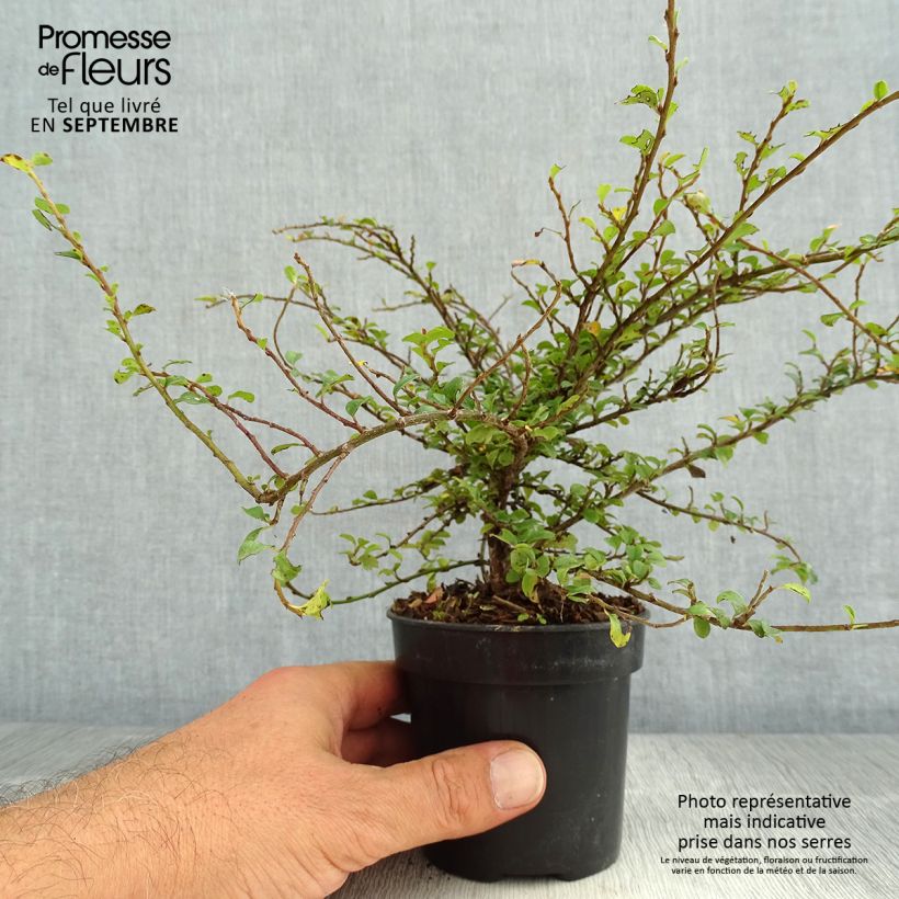 Ejemplar de Cotoneaster adpressus Little Gem Maceta de 10 cm/11 cm entregado en verano