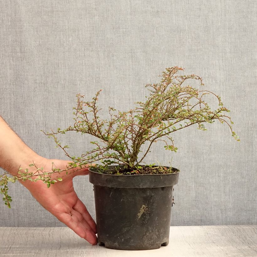 Ejemplar de Cotoneaster adpressus Little Gem Maceta 2L/3L entregado en verano