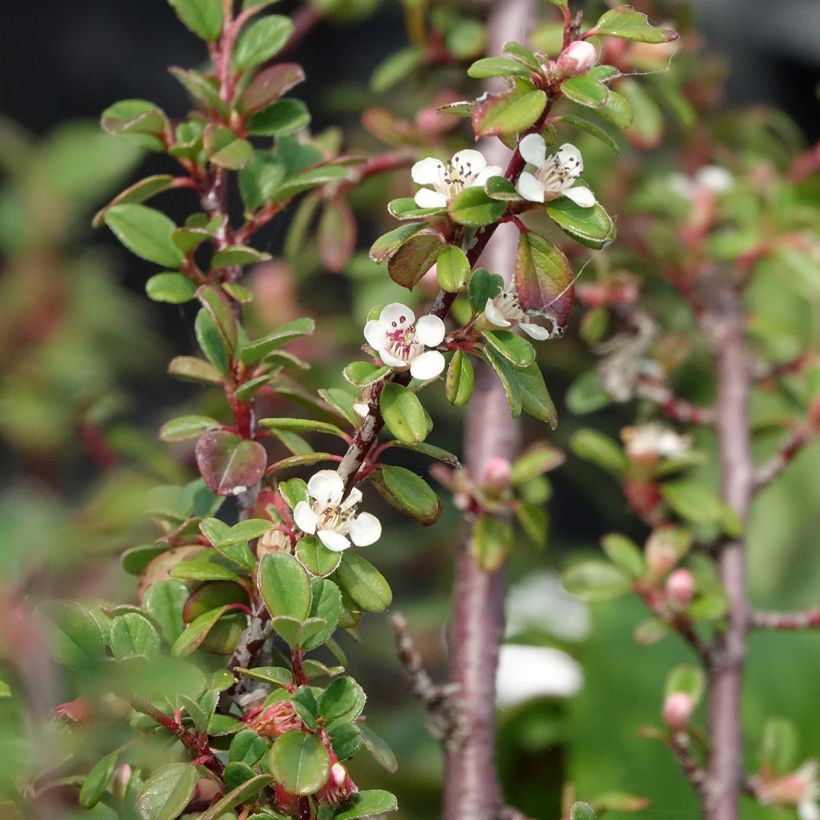 Cotoneaster dammeri Eichholz (Floración)