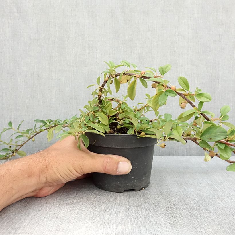 Ejemplar de Cotoneaster dammeri Major Maceta 1L/1,5L entregado en verano