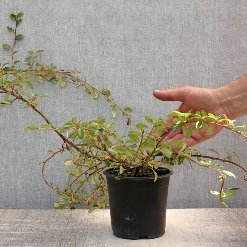 Ejemplar de Cotoneaster dammeri Miranda Maceta 1L/1,5L entregado en verano