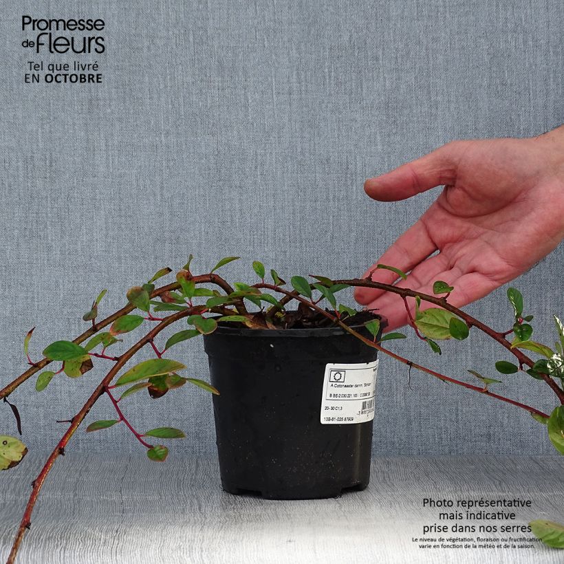 Ejemplar de Cotoneaster dammeri Schoon Maceta 1L/1,5L entregado en otoño