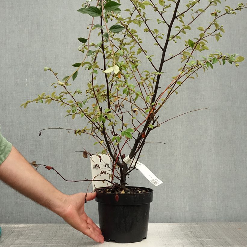 Ejemplar de Cotoneaster franchetii Maceta 2L/3L entregado en verano