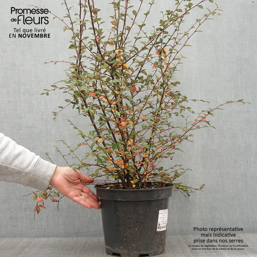 Ejemplar de Cotoneaster franchetii Maceta 7,5L/10L entregado en otoño