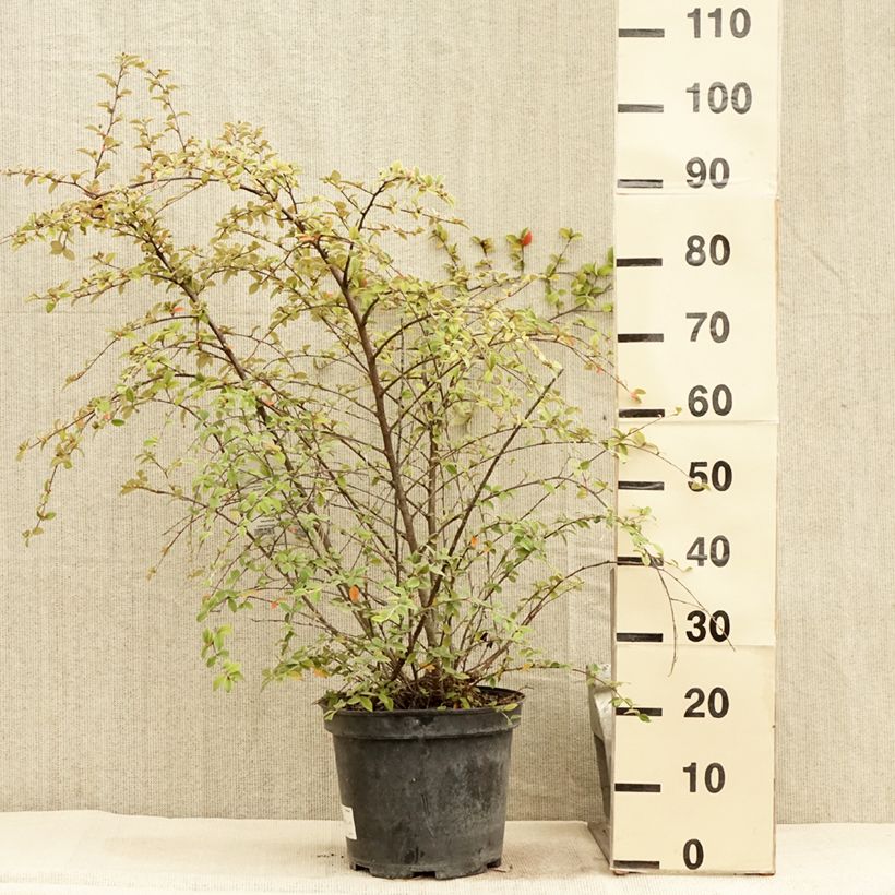 Ejemplar de Cotoneaster franchetii Maceta 7,5L/10L entregado en verano