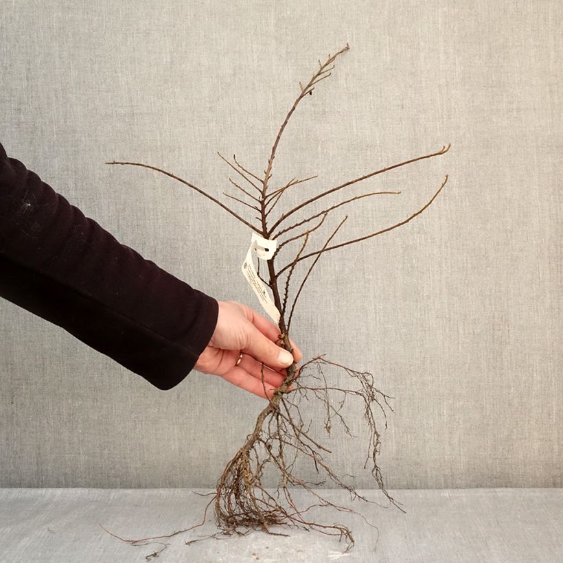 Cotoneaster horizontalis - Griñolera Raíces desnudas Ejemplar entregado en invierno