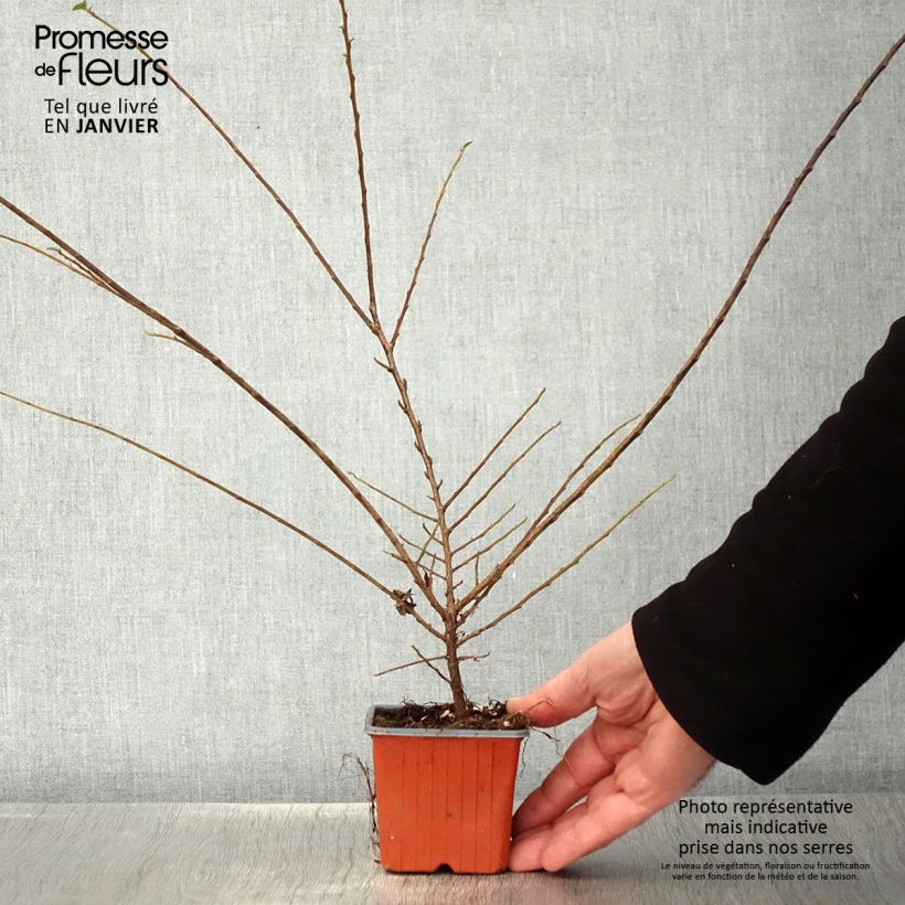 Cotoneaster horizontalis - Griñolera Maceta de 8/9 cm Ejemplar entregado en invierno