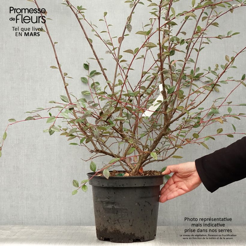 Cotoneaster lacteus Maceta 7,5L/10L Ejemplar entregado en la primavera