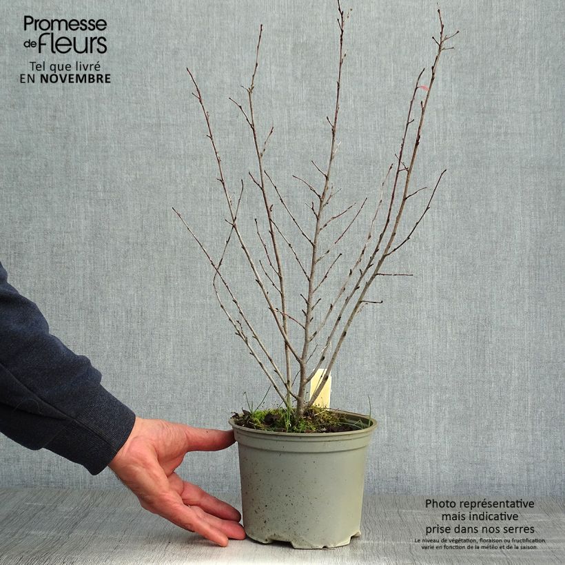 Ejemplar de Cotoneaster lucidus Maceta 2L/3L entregado en otoño