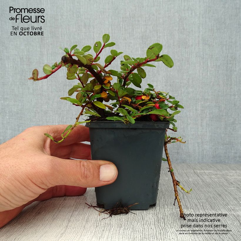 Ejemplar de Cotoneaster procumbens Queen of Carpets Maceta de 8/9 cm entregado en otoño