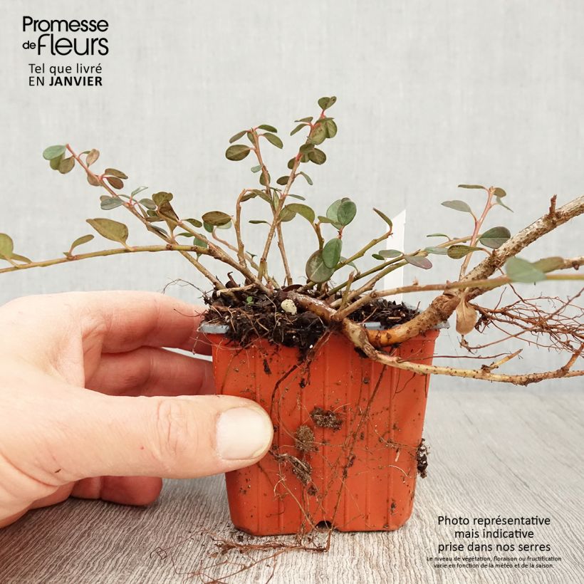 Cotoneaster procumbens Queen of Carpets Maceta de 8/9 cm Ejemplar entregado en invierno