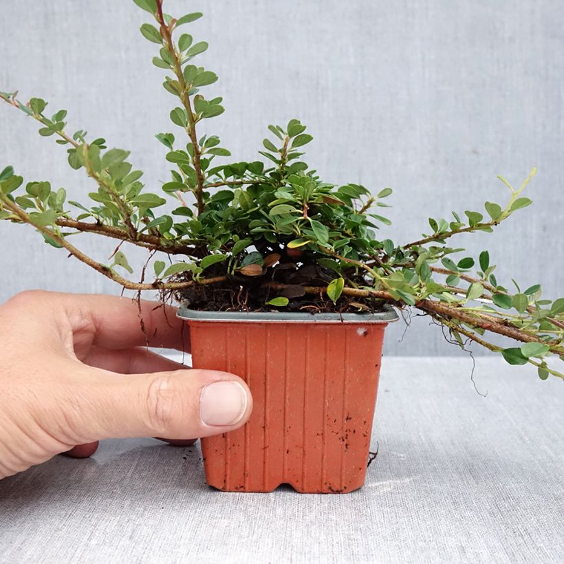 Ejemplar de Cotoneaster procumbens Streibs Findling Maceta de 8/9 cm entregado en otoño
