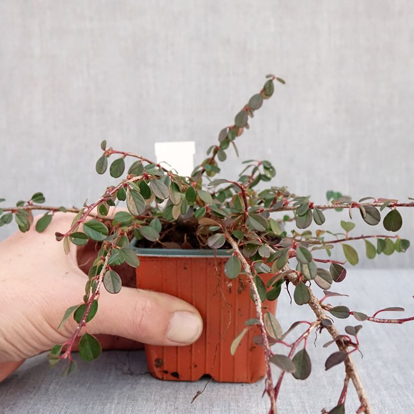Cotoneaster procumbens Streibs Findling Maceta de 8/9 cm Ejemplar entregado en invierno