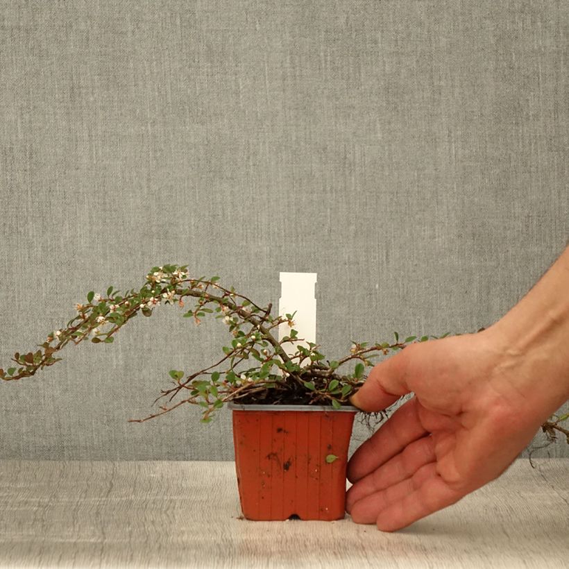 Cotoneaster procumbens Streibs Findling Maceta de 8/9 cm Ejemplar entregado en la primavera