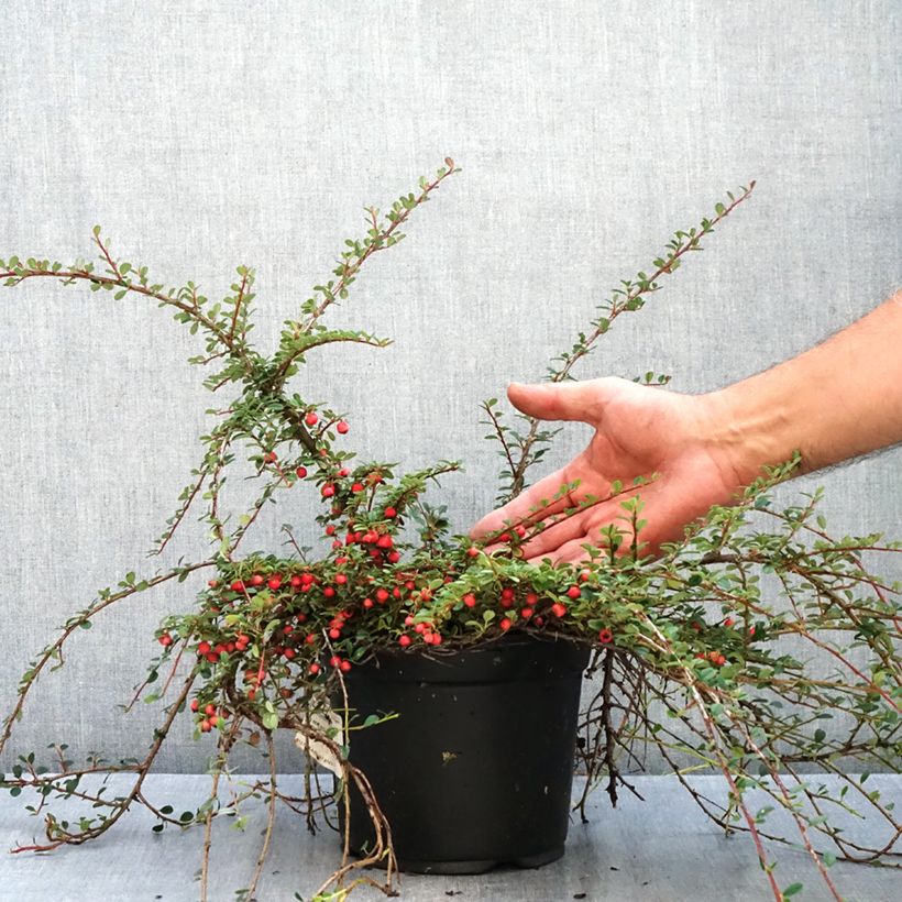 Ejemplar de Cotoneaster procumbens Streibs Findling Maceta 1,5L/2L entregado en otoño