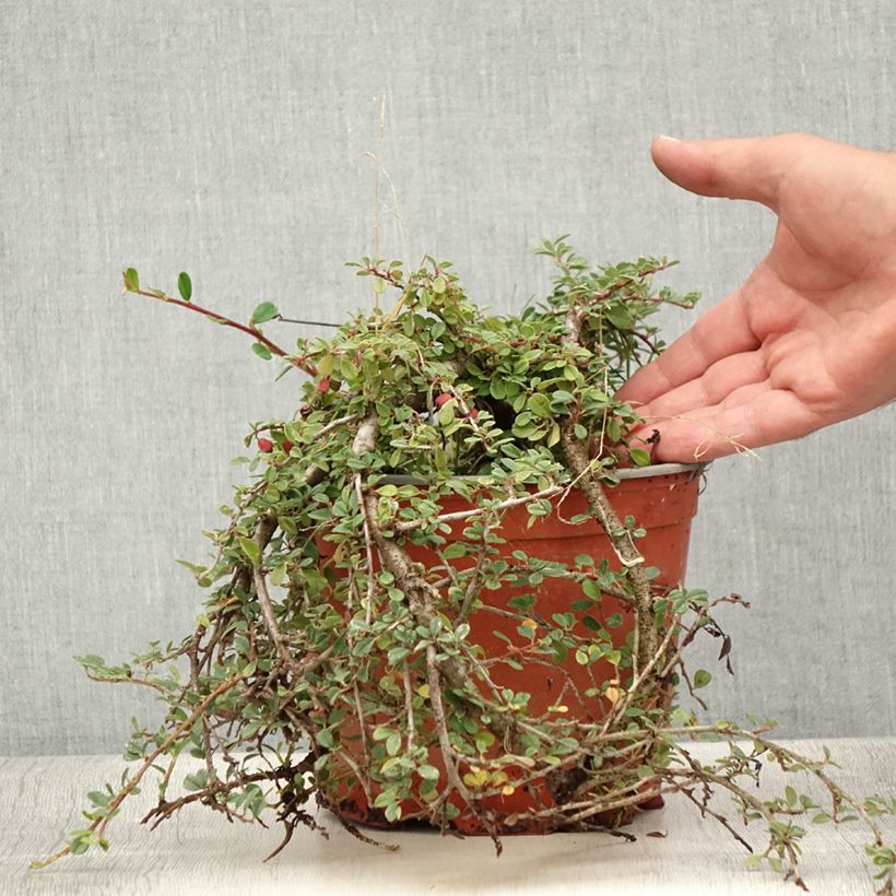 Ejemplar de Cotoneaster procumbens Streibs Findling Maceta 1,5L/2L entregado en verano