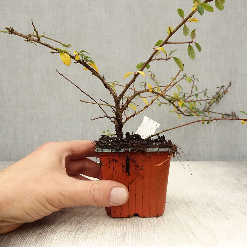 Ejemplar de Cotoneaster suecicus Skogholm Maceta de 8/9 cm entregado en otoño