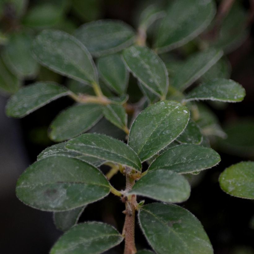 Cotoneaster suecicus Coral Beauty (Follaje)