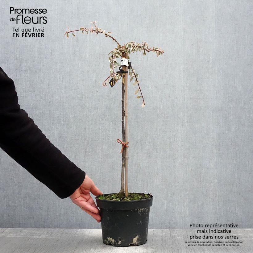 Cotoneaster suecicus Juliette Maceta 4L/5L Ejemplar entregado en invierno