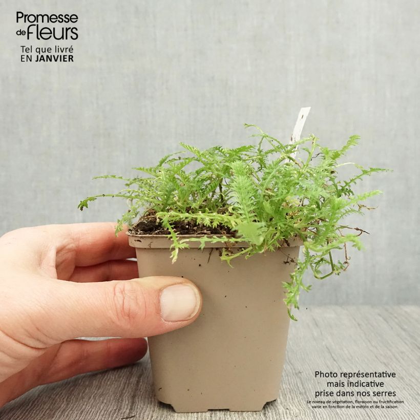 Cotula hispida Maceta de 8/9 cm Ejemplar entregado en invierno