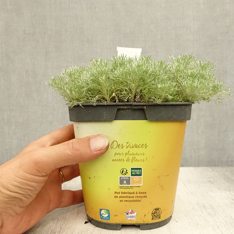 Ejemplar de Cotula hispida Maceta 2L/3L entregado en verano
