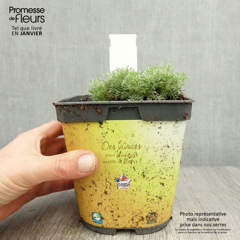 Cotula hispida Maceta 2L/3L Ejemplar entregado en invierno