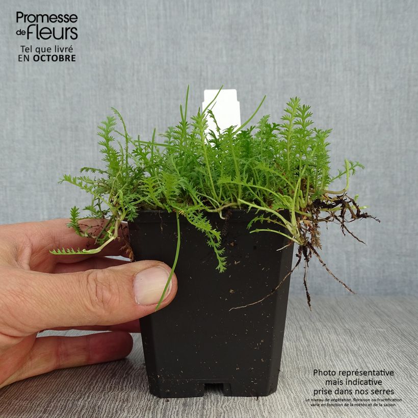 Ejemplar de Leptinella squalida Maceta de 8/9 cm entregado en otoño