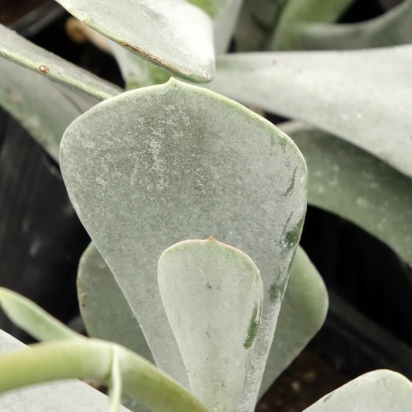 Cotyledon orbiculata Silver Dollar (Follaje)