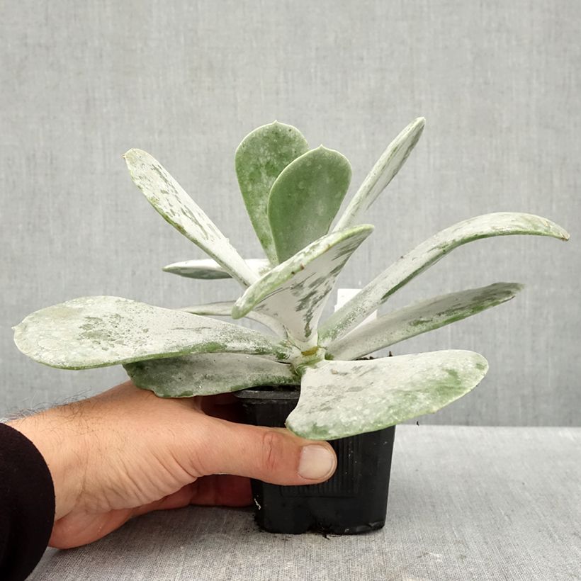 Ejemplar de Cotyledon orbiculata Silver Dollar Maceta de 8/9 cm entregado en otoño