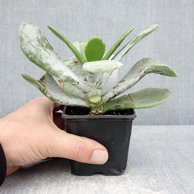 Cotyledon orbiculata Silver Dollar Maceta de 8/9 cm Ejemplar entregado en invierno