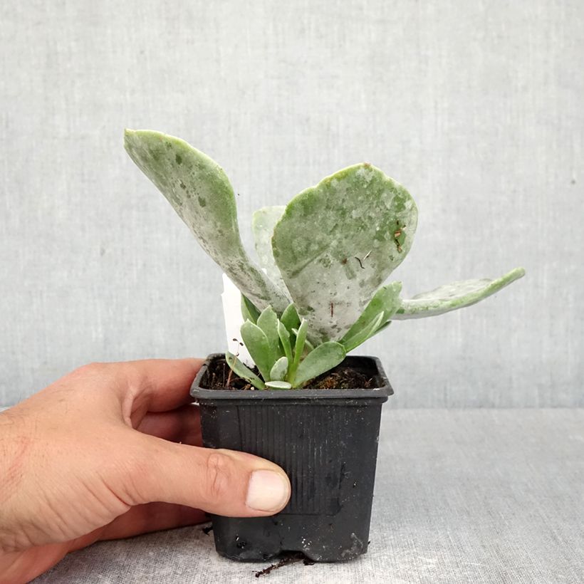 Cotyledon orbiculata Silver Dollar Maceta de 8/9 cm Ejemplar entregado en la primavera