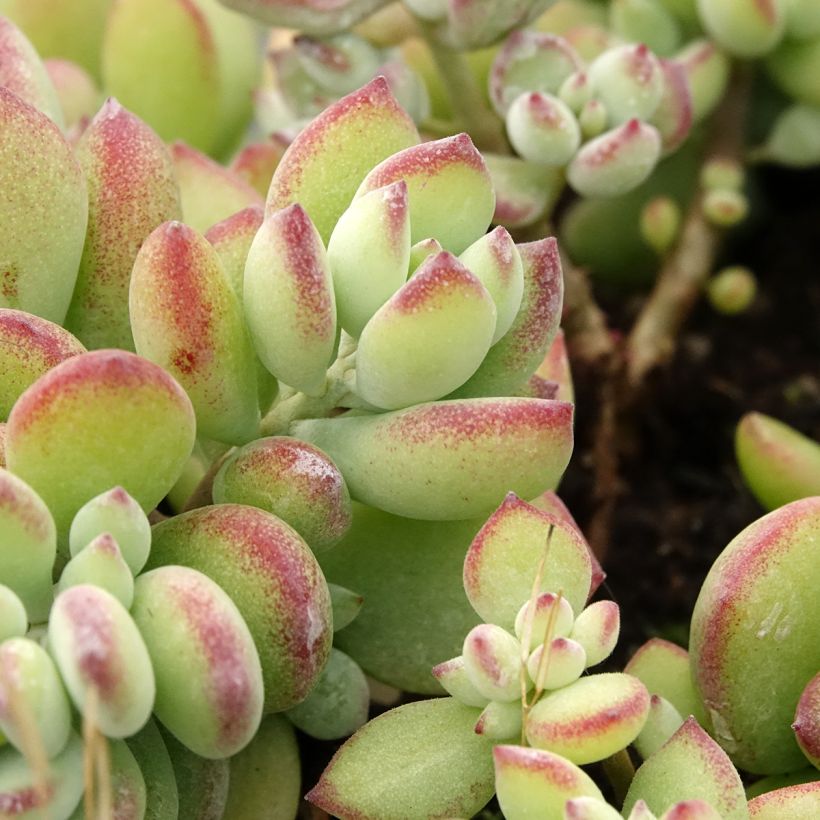 Cotyledon pendens (Follaje)