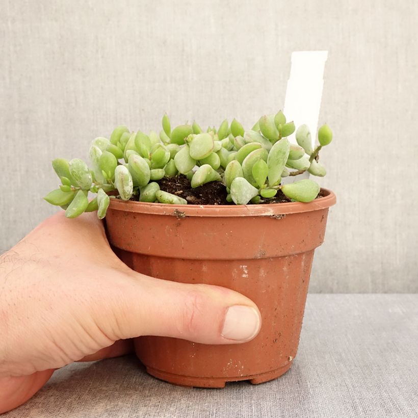 Cotyledon pendens Maceta 1L/1,5L Ejemplar entregado en invierno