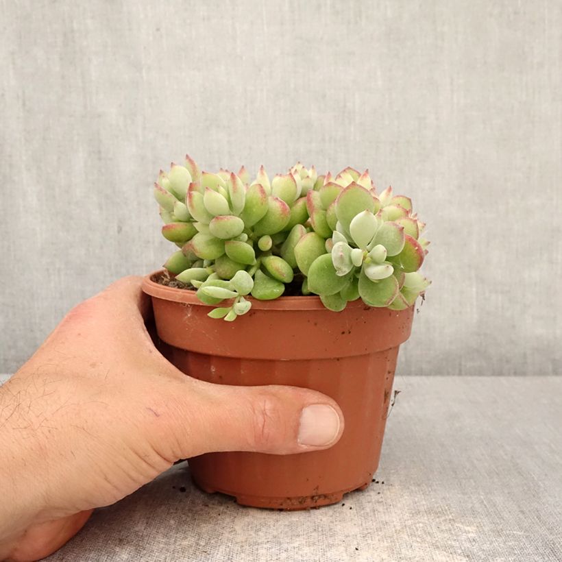 Cotyledon pendens Maceta 1L/1,5L Ejemplar entregado en la primavera