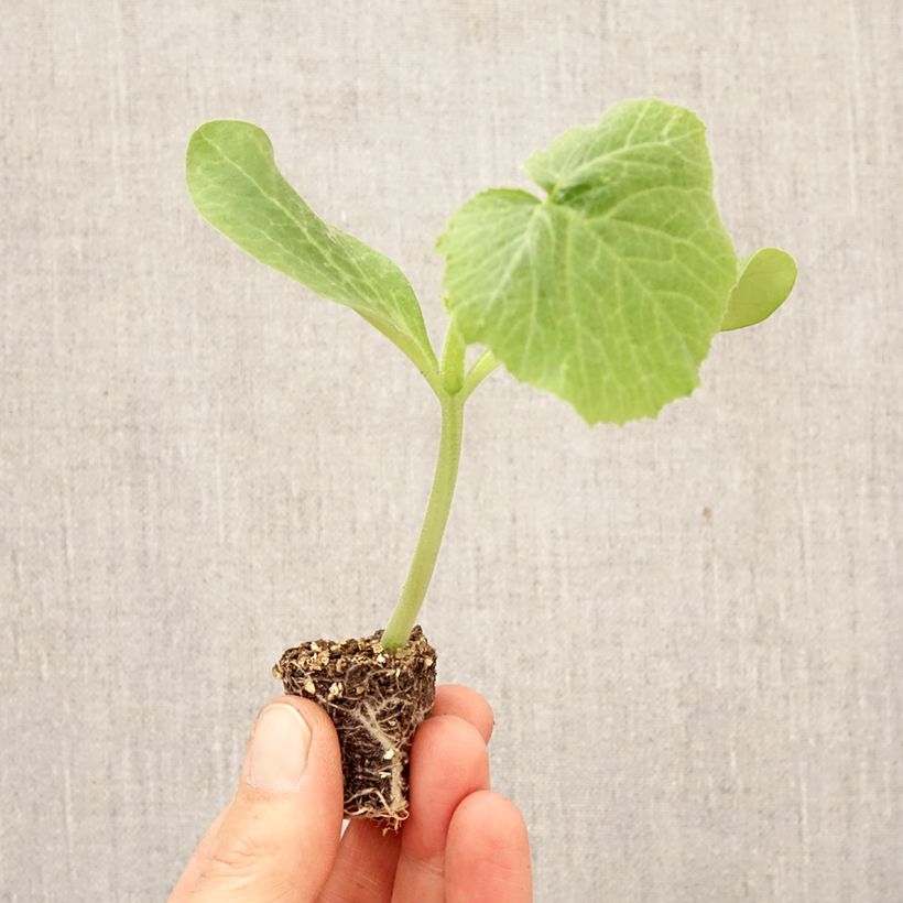 Calabacín Sure Thing F1 (plantas) minicepellón: Ø 3/4 cm Ejemplar entregado en la primavera