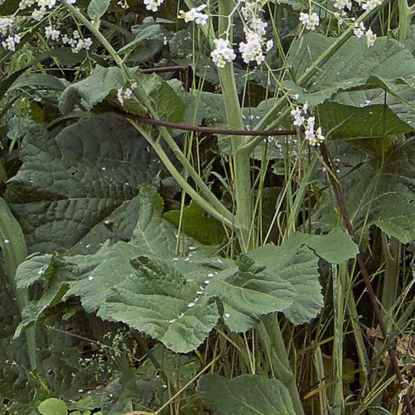 Crambe cordifolia (Follaje)