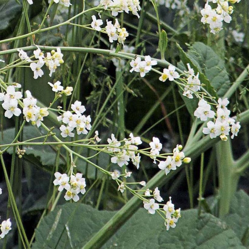 Crambe cordifolia (Floración)