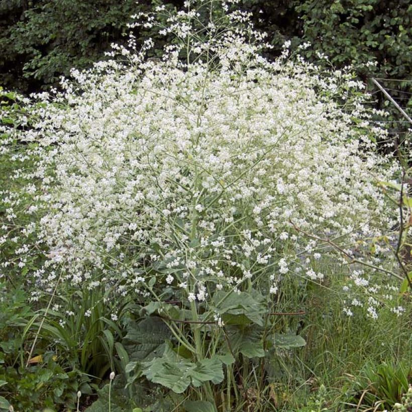 Crambe cordifolia (Porte)