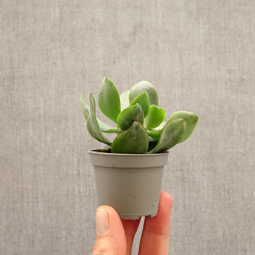 Crassula arborescens Curly Grey miniplanta Ejemplar entregado en la primavera