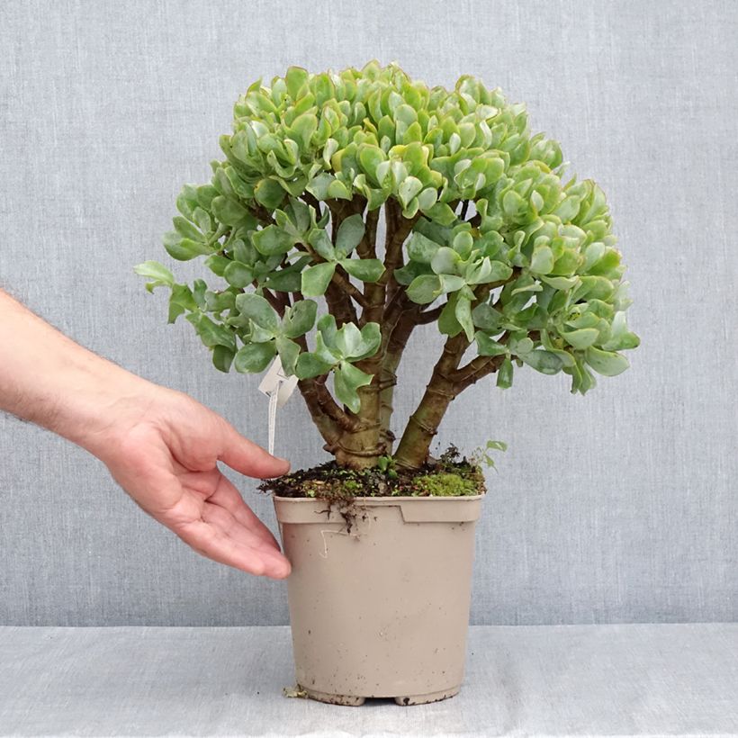 Ejemplar de Crassula arborescens Curly Grey Maceta 3L/4L entregado en verano