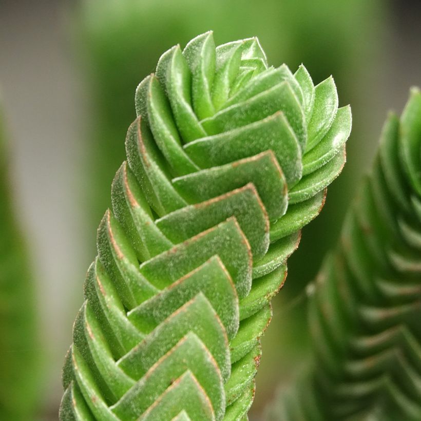 Crásula Buddha's Temple - Crassula pyramidalis (Follaje)