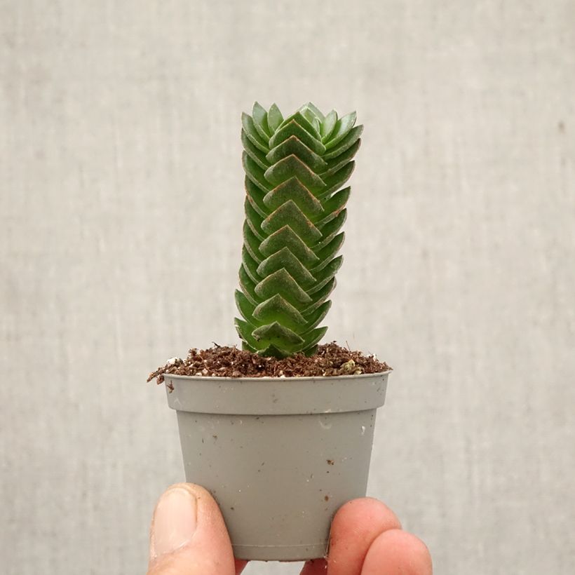 Crásula Buddha's Temple - Crassula pyramidalis miniplanta Ejemplar entregado en la primavera