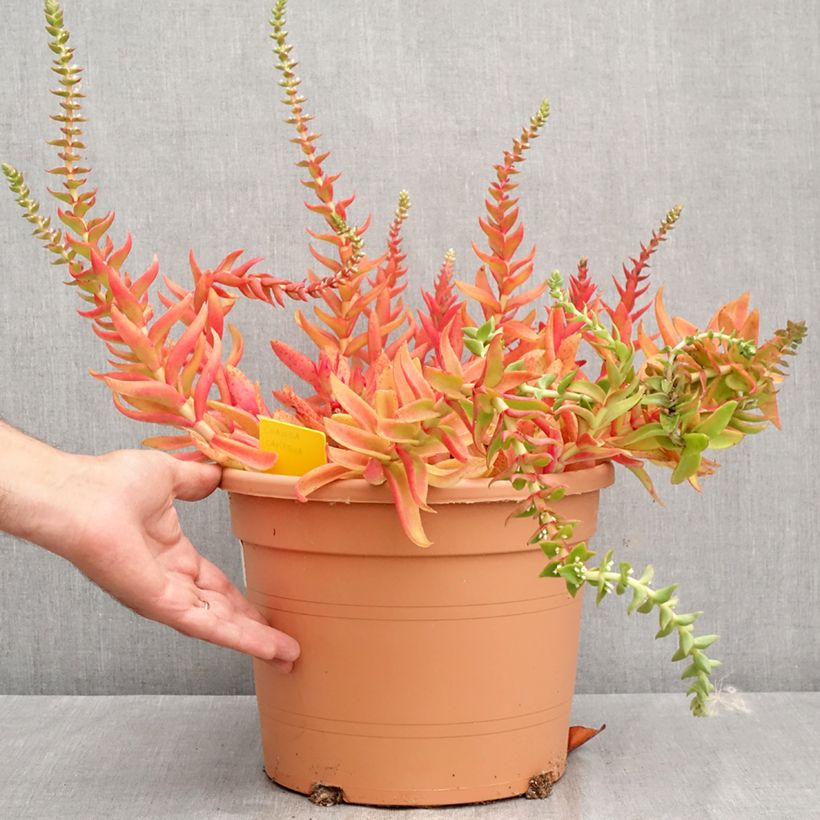 Ejemplar de Crassula capitella Maceta 7,5L/10L entregado en verano