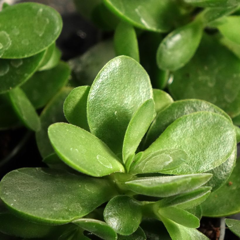 Árbol de Jade Money Maker - Crassula ovata (Follaje)