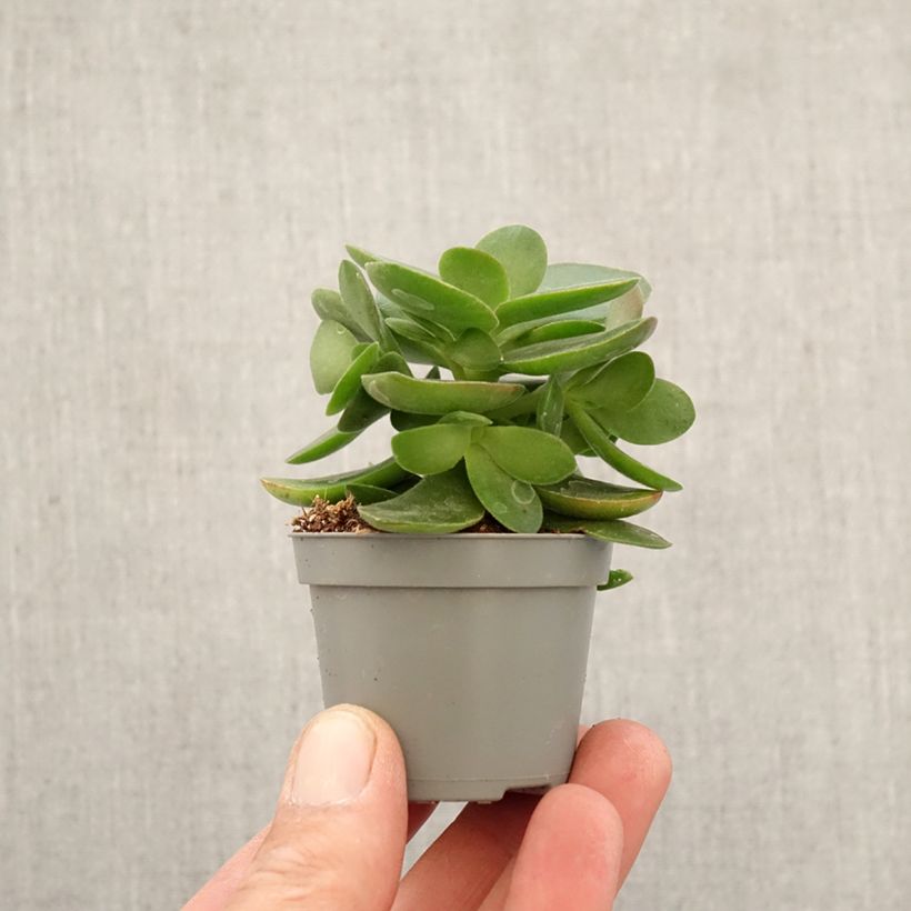 Árbol de Jade Money Maker - Crassula ovata miniplanta Ejemplar entregado en la primavera