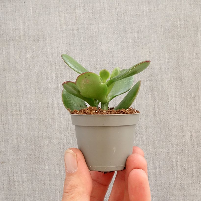 Planta de jade - Crassula ovata miniplanta Ejemplar entregado en la primavera