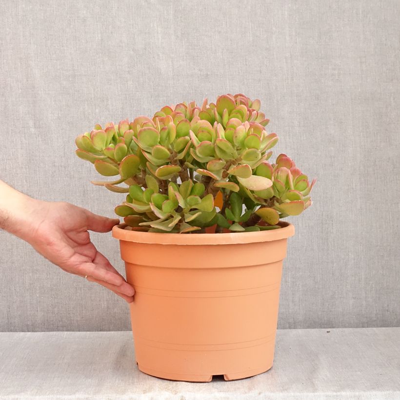 Ejemplar de Planta de jade - Crassula ovata Maceta 7,5L/10L entregado en verano