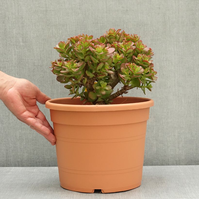 Planta de jade - Crassula ovata Maceta 7,5L/10L Ejemplar entregado en la primavera